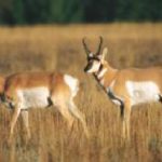 Pronghorn-Antilope