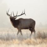 Wapiti