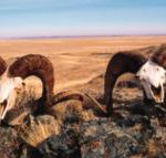 Erst im direkten Vergleich zu erkennen: Die dicken Hornspitzen eines 12-jährigen Widdders (l.) und die schwächeren eines achtjährigen Argali-Widders aus Karaganda.