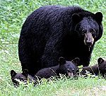 Schwarzbären