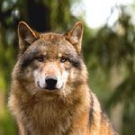 Schweden: 27 Wölfe freigegeben