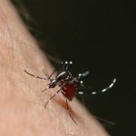 Fotolia_EW CHEE GUAN Aedes Mücke_XS