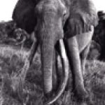 Der Elefant wurde unter den Schutz des Praesidenten Jomo Kenyatta gestellt. Foto: Wolfgang Schenk