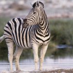 Niesters Zebra Klups Patrone