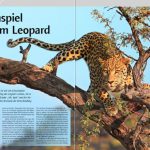 Leopard_JWW_5_2016.JPG