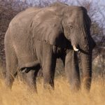 elefantenbulle_simbabwe_H_Lehmann.jpg