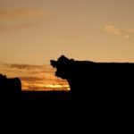 cattle-640985_1920.jpg