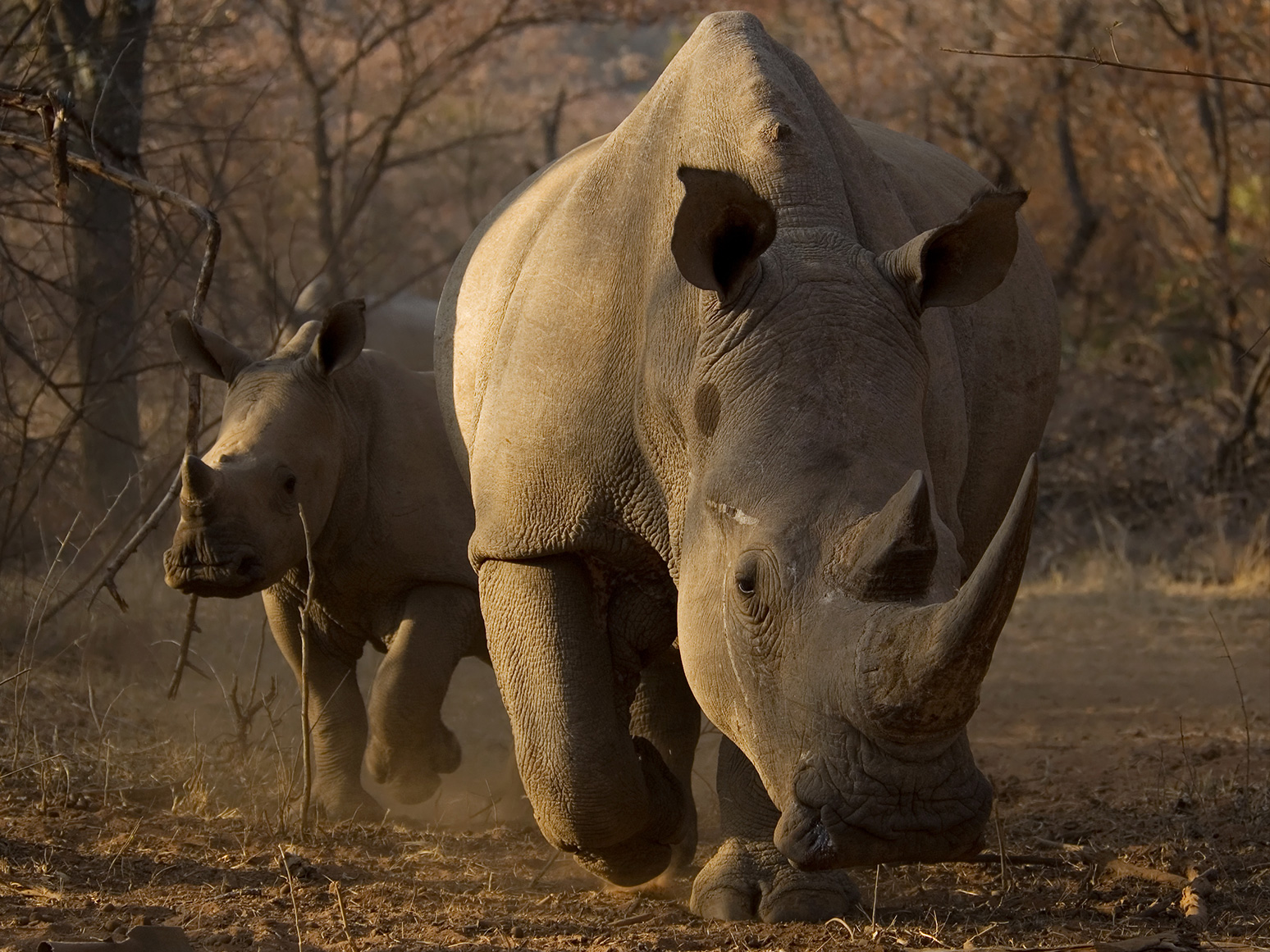 Северные носороги сколько осталось. Белый носорог. Северный носорог. Судан (носорог). Индийский носорог.
