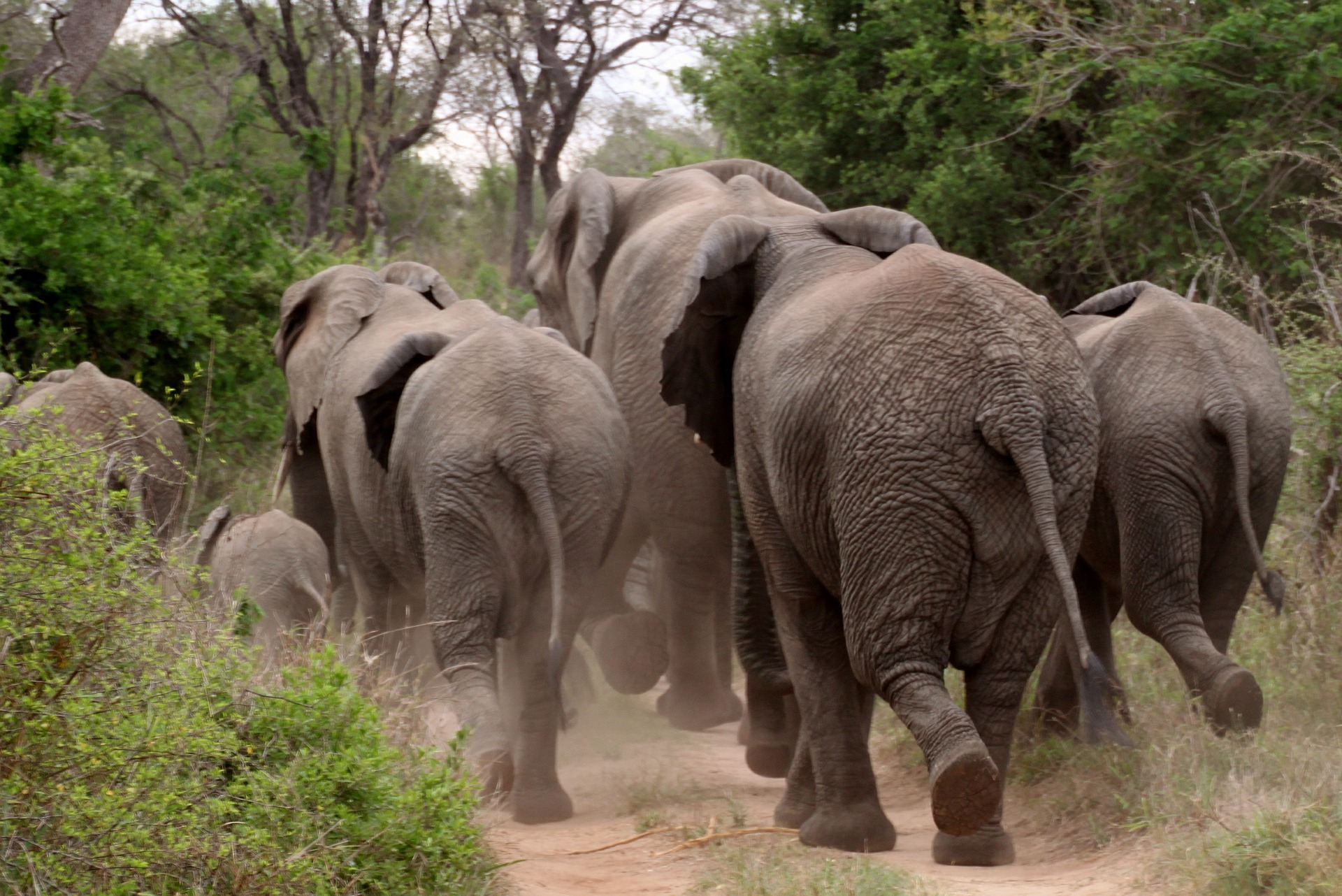 Elefantenjäger in Zimbabwe von Elefant zerquetscht
