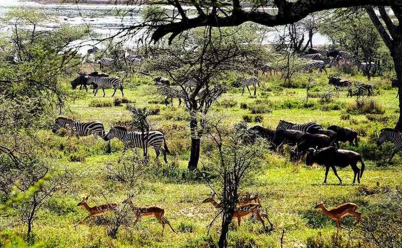Zebras, Impalas und Gnus in Tansania im Wasser
