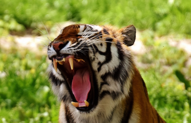 Gähnender Tiger