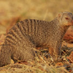 Schmalstreifenmungo, Streifenmanguste, Mungotictis decemlineata, narrow-striped mongoose, Malagasy narrow-striped mongoose