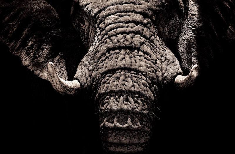 Elefant mit Stoßzähnen