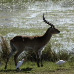 Lechwe 4