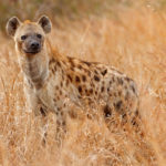 Tuepfelhyaene, Tuepfel-Hyaene, Fleckenhyaene, Flecken-Hyaene, Crocuta crocuta, spotted hyena