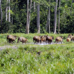 Waldbueffel, Wald-Bueffel, Rotbueffel, Rot-Bueffel, Roter Bueffel, Syncerus caffer nanus, Syncerus nanus, Forest buffalo, Bushcow