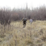 800_Bison Alberta_J0115_001