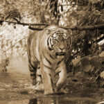 Sibirischer Tiger (Panthera tigris altaica), Wald, Gelaende