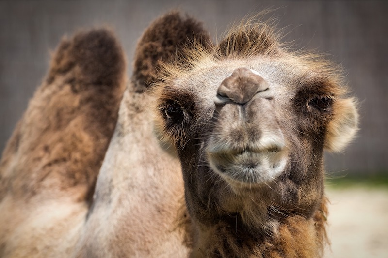 Portrait eines Kamels