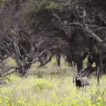 schwarze Antilope