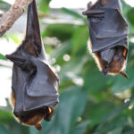 800_flying-foxes-2237209_1920
