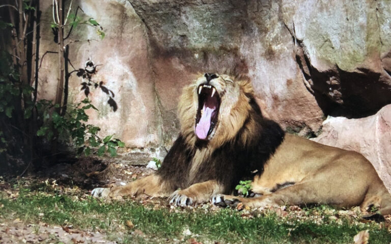 Zoo Nürnberg: Soll Löwe „Subalis“ sterben? - Jagen Weltweit