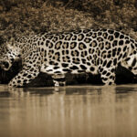 Jaguar, Panthera onca, jaguar