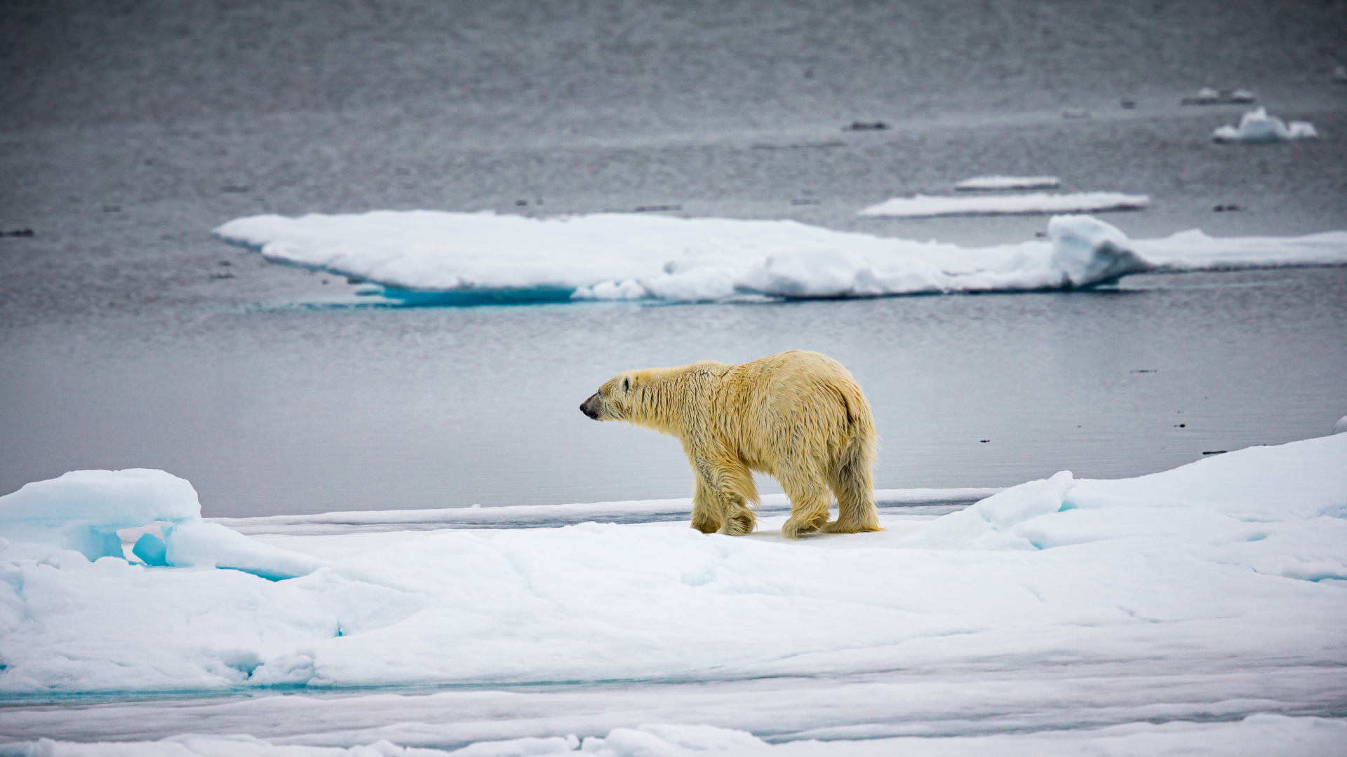 Einzelner Eisbär in arktischer Eislandschaft.