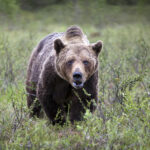 Braunbär  Ursus arctos   Brown Bear