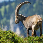 Alpensteinbock