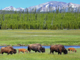 Im Yellowstone Nationalpark im Nordwesten der USA sollen einige tausend Bison abgeschossen werden.