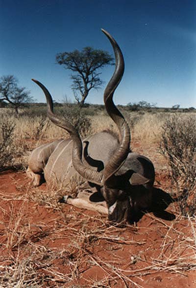 Erlegter Kudu