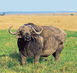 Ein Büffel aus den Sümpfen des Kilombero.