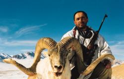 Ein erlegtes Marco Polo-Schaf der Spitzenklasse: 62 Inch Schneckenlänge