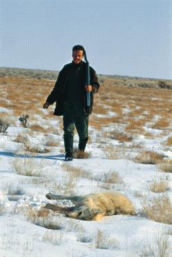 Zugedrückt und sauber erlegt: Wolf in der kasachischen Steppe.