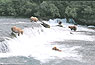 Bären am Wasserfall