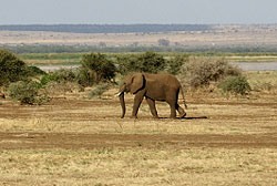 Elefanten-Culling