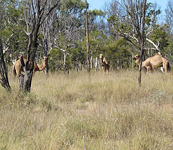 Kamele in Australien