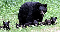 Schwarzbären