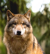 Schweden: 27 Wölfe freigegeben
