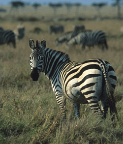 Niesters Zebra Ostafrika_250