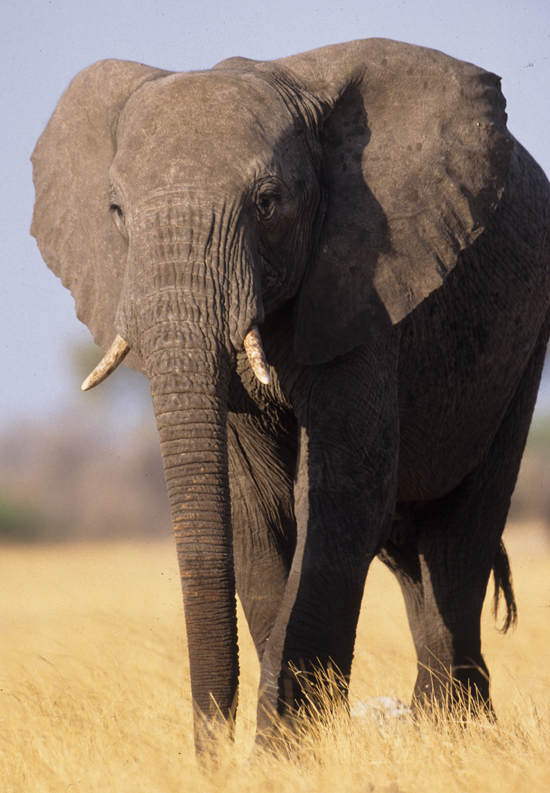 Elefant (Foto: Heinz Lehmann)