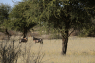 Zwei Oryx-Antilopen im Savannengras. Foto: P. Diekmann