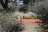 Springböcke auf dem roten Sand der Kalahari. Foto: P. Diekmann