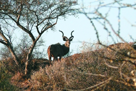Kudu-Jagd Namibia