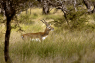 Hirschziegenantilope: Sie hat in Argentinien nach Indien eine zweite Heimat gefunden. Foto: F. Rakow