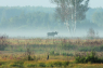 Sibirische Zugabe bei der Bockpirsch am Morgen: ein junger Elch gleitet am Horizont wie ein Dinosaurier durch den Fruehnebel. Foto: F. Rakow