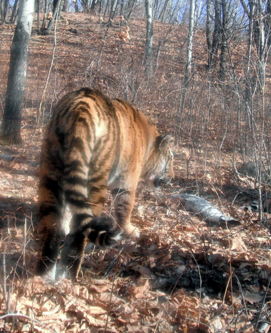 Amur tiger in Wangqing_550