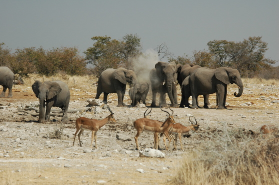 namibie_etosha_elephant_02.jpg