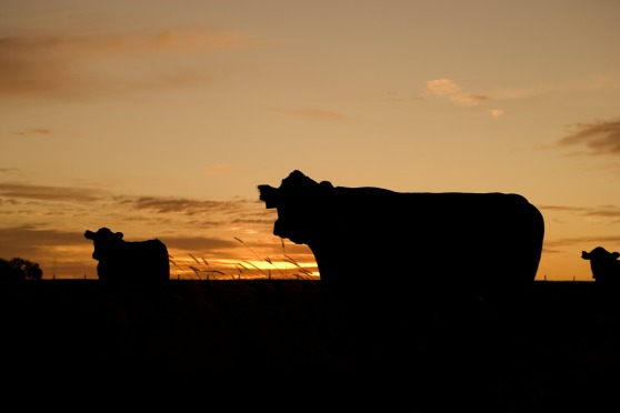 cattle-640985_1920.jpg